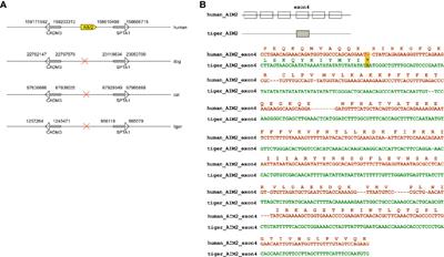 Key Components of Inflammasome and Pyroptosis Pathways Are Deficient in <mark class="highlighted">Canines</mark> and Felines, Possibly Affecting Their Response to SARS-CoV-2 Infection